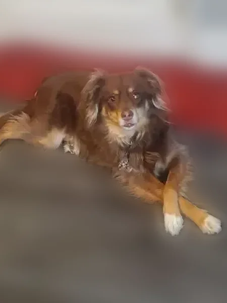 Lost dog, North Main Street, 205, Ambler - female - photo