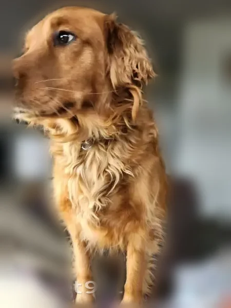 Lost dog, Walton Way, 23, Delanco Township, Riverside - female, golden color, long leash still attached - photo