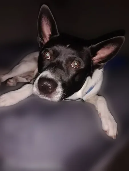 Missing dog Male, Holbrook (usl537380) - photo