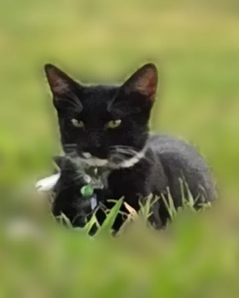 Lost cat, male, North Spur Cross Road, Cave Creek - microchipped - photo