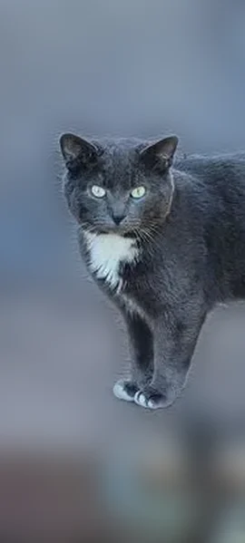 Lost cat, Minnetonka, Minnesota, Hopkins - male tuxedo cat with white toes - photo