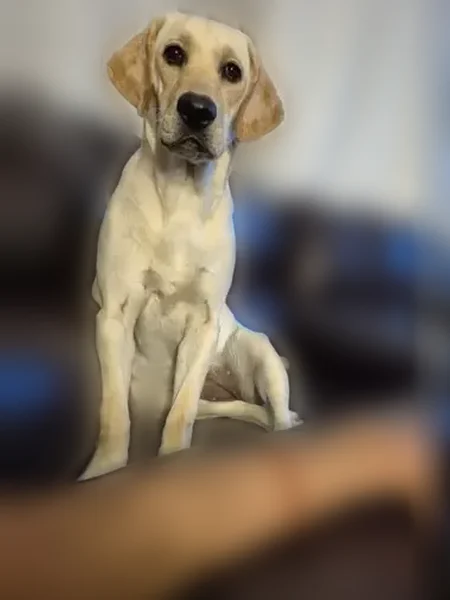 Lost dog, South White Rock Avenue, 5500, Tucson - female, named Lara - photo