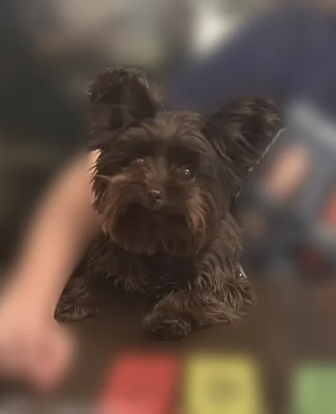 Lost dog, Red Jacket, Delbarton - female chocolate yorkie - photo