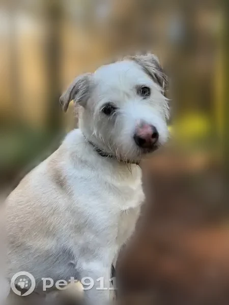 Lost dog, Ray Nash Court Northwest, Artondale, Gig Harbor - male, orange collar - photo