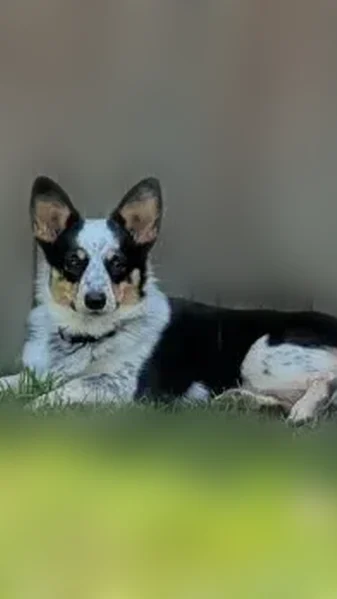Lost dog, female, Hicks Creek Road, Mountain Home, Arlington - wearing a purple collar and peach/pink bandana - photo