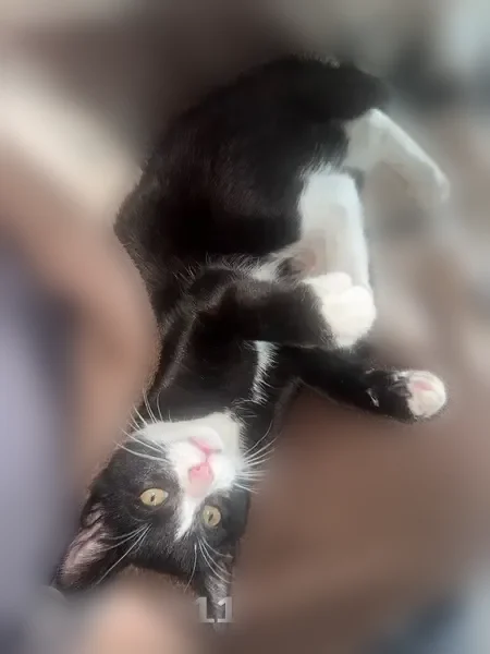 Lost cat, East 46th Place, Denver - female, amber gold eyes - photo