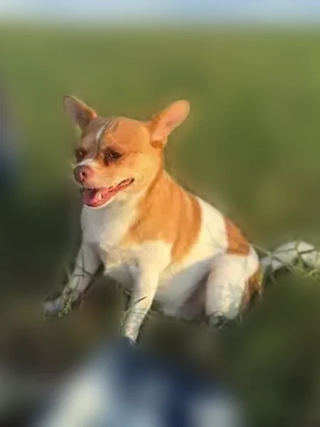 Lost dog, Post Oak Park, 23103, San Antonio - male Chihuahua, white with beige spots - photo