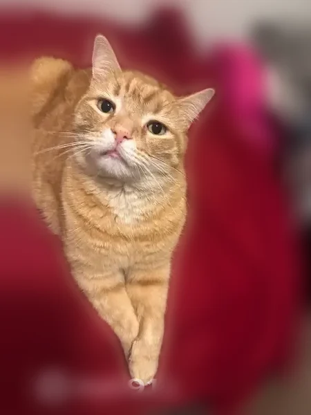 Lost cat, male, The Vyne Apartments, Charlotte - orange tabby, 6 years old - photo