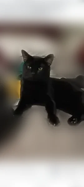 Lost cat, Brighton Road, 3530, Pittsburgh - male, black cat with a gold charm chain - photo