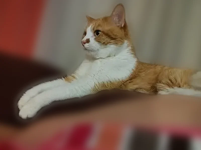 Lost cat, Wilson Avenue, 2100, Saint Paul, Landfall - male, orange white short-haired indoor domestic cat - photo
