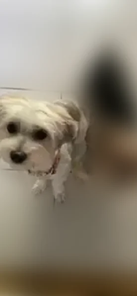 Lost dog, River Terrace, 491, Toms River, South Toms River - female, white morkie with gray spots - photo