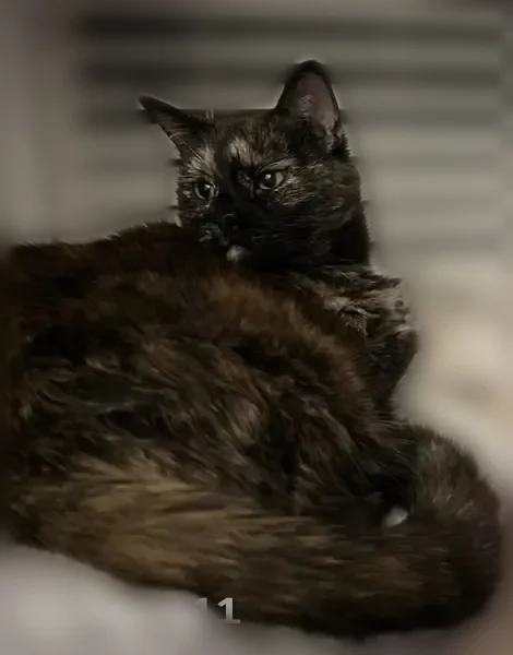 Lost cat, Mountain Vista Boulevard, 180, Canton - female - photo