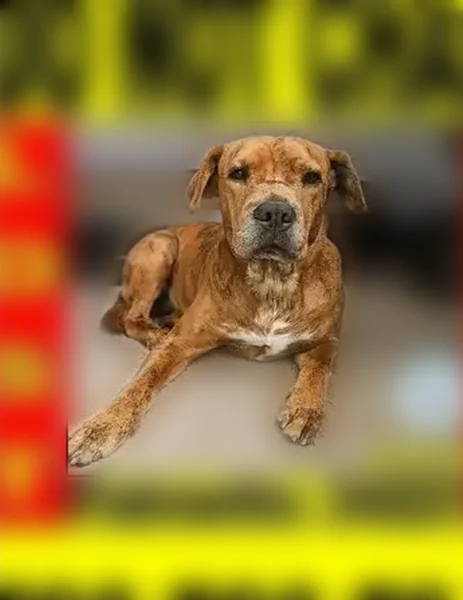 Lost dog, Fieldmoor Court, 5919, Palmetto - male - photo