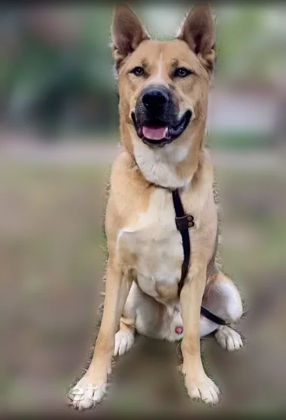 Lost dog, Scenic Drive, Virginia, Manhattan - male - photo