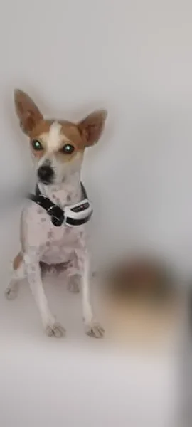 Lost dog, 12th Avenue Northeast, Jacksonville - male Jack Russell mix Bentley - photo