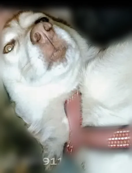 Lost dog, Albertville, Alabama, Birmingham - female husky - photo