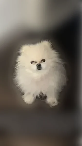 Lost dog, Elm Creek Boulevard North, 7767, Maple Grove - white fluffy, friendly, responds to Dior - photo