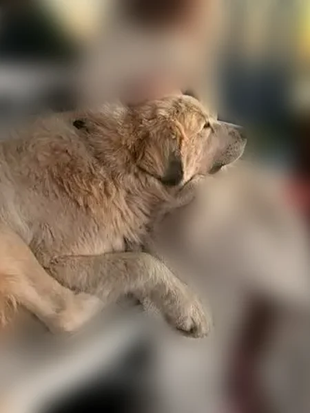 Lost dog, Bronco Rd, 3295, Wolfforth, Bangs - male - photo