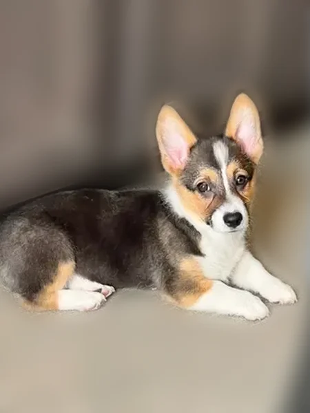 Lost dog, Pike Street, 2522, Lake Station, Lake Station - female, 14 weeks old, microchipped - photo