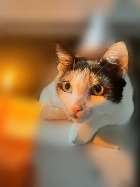 Lost cat, female, 41st Street, 24-24, Queens - calico - photo