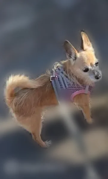 Lost dog female, Brighton Way, Reno, San Jose - tiny senior Chihuahua - photo
