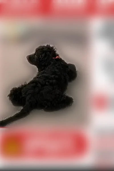Lost dog, North Pennewell Drive, 2, Edgewood Hills, Wilmington - male, black wavy medium hair, long ears - photo