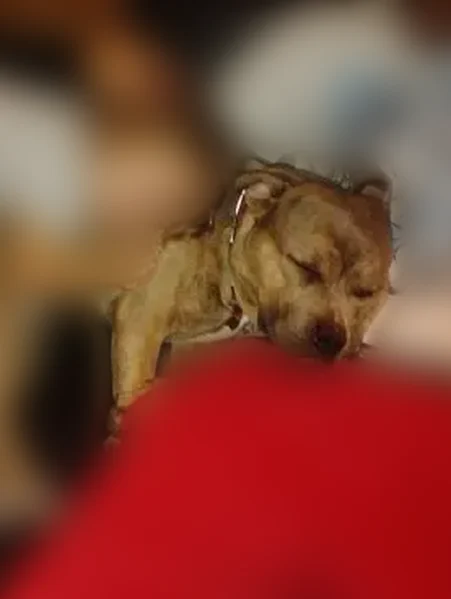 Lost dog, Mariners Way, 443, Garnett, Alpharetta - male - photo