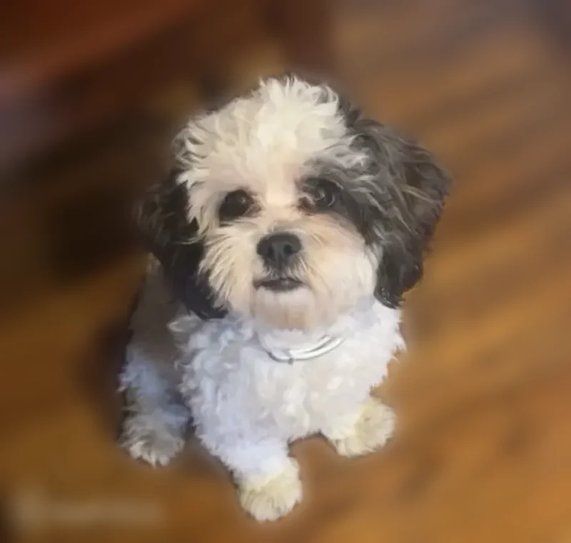 Lost dog, Walnut Street, Darby, Plymouth Meeting - photo