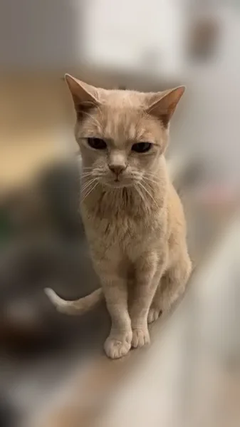 Lost cat, Tee Road, 4150, Sarasota, Manhattan - male, 15 years old, no collar - photo