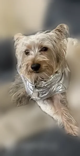Lost dog, Hampton Street, 533, Scranton - gray color - photo