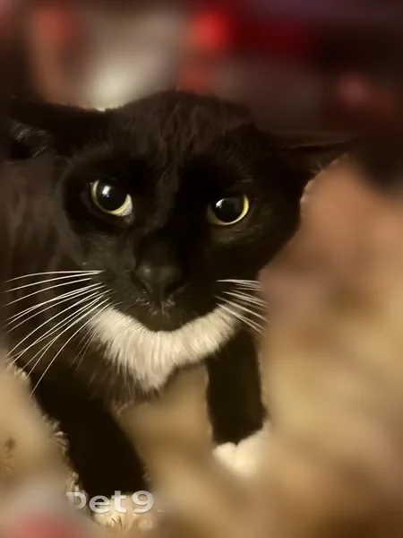 Lost cat, Teal Circle, 166, Wheeling, Aliquippa - male tuxedo cat with white paws - photo