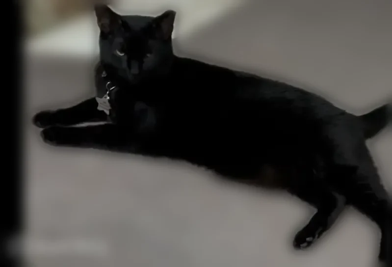 Lost cat, Franklin Avenue, 1283, Columbus - female, all black with name collar Hissy - photo