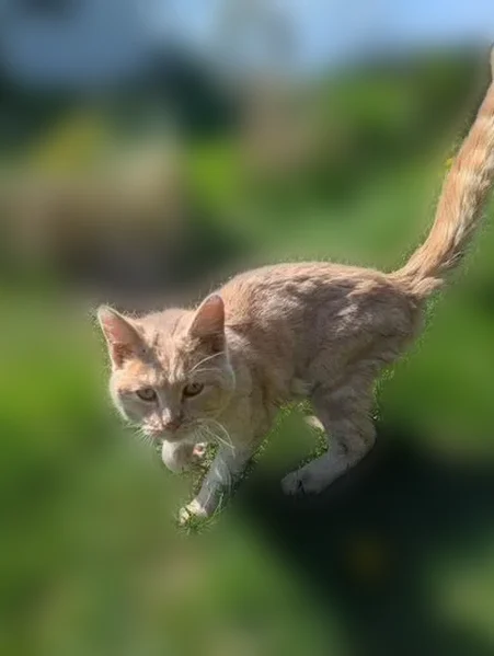 Found cat, County Highway M, 11822, Auburndale - male, orange tabby, faded light blue or gray collar - photo