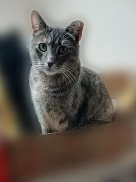 Lost cat, female, North Venoy Road, 7040, Garden City - gray tabby, clipped left ear - photo