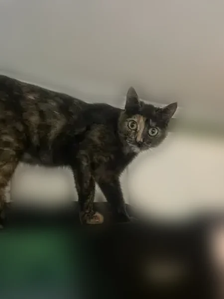 Lost cat, Hi Roc Road Northeast, Conyers - female - photo