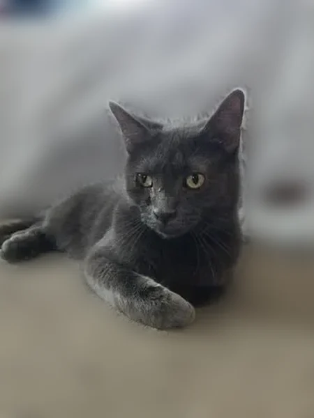 Lost cat, Stickney, Illinois, Chicago - small gray male with green eyes - photo