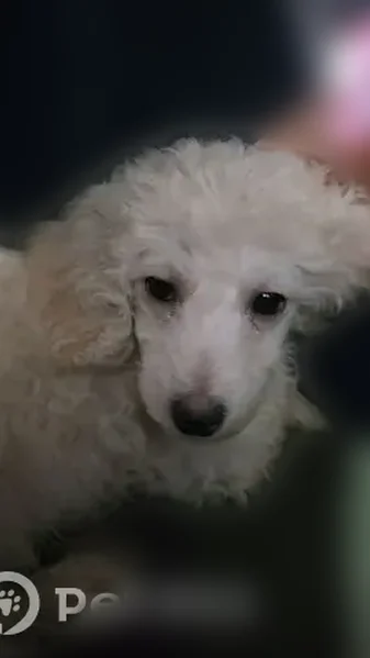 Lost dog, Cranford Road Northwest, 1551, Arab - female, white poodle-looking puppy, tan ears, no collar - photo