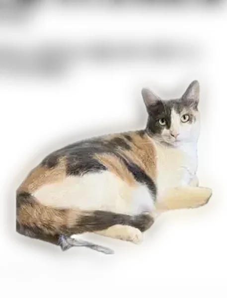 Lost cat, East Windsor Avenue, 1442, Phoenix - female, pastel calico with grey patch around right eye - photo