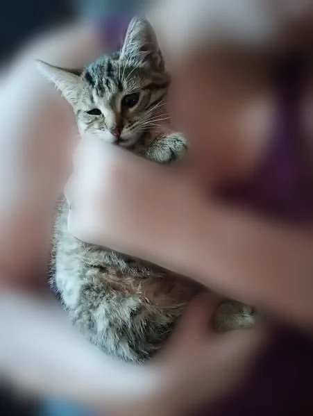 Chat trouvé, Rue Edouard Piette, 65, Rumigny, Signy-le-Petit - tigré et très affectueux - photo