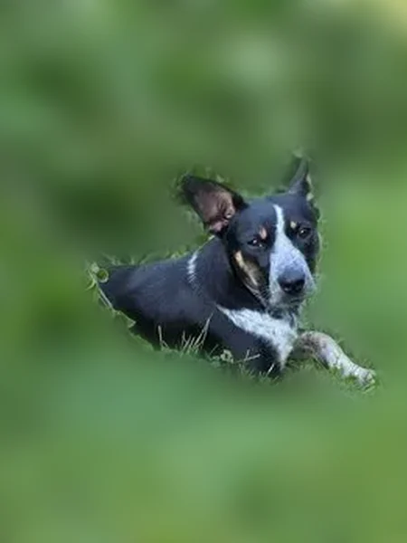 Lost dog, female, Alum Springs Road, 6542, Danville - bright pink collar, heeler mix - photo
