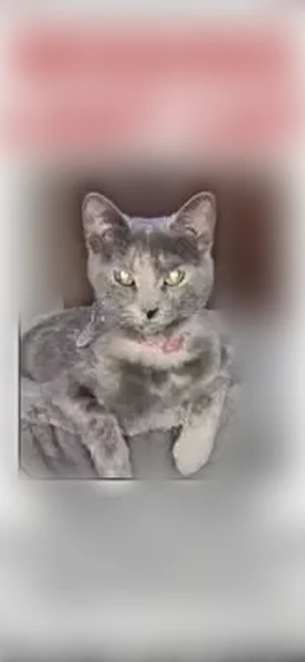 Lost cat, Belmere Drive, Parma - female, dilute tortoiseshell - photo