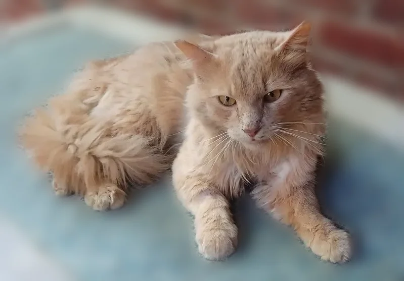 Found cat, Poplar Drive, 2300, Woodlawn - male, very friendly - photo