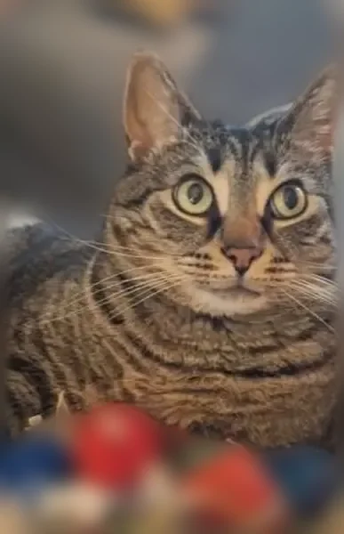 Lost cat, Parkhill Drive, 609, Fairlawn, Akron - female, tabby brown coat, malformed back paw - photo