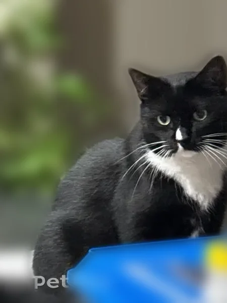 Lost cat, Burnt Mill Road, 10901, Jacksonville - female, black and white tabby with white paws and belly - photo