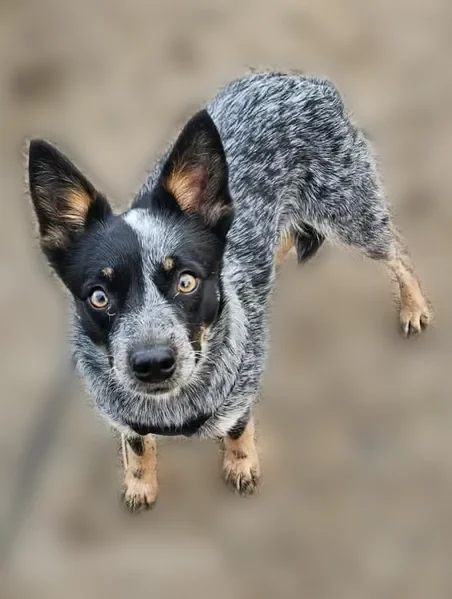 Lost dog, Homestead Drive, North Tonawanda - female Blue Heeler with black patches over both eyes - photo