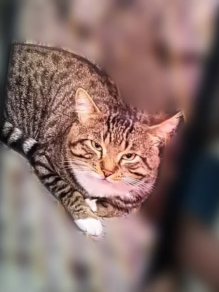 Lost cat, Lassen Street, 20214, Los Angeles - male, all white feet and legs, striped black and grey - photo