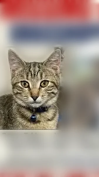 Lost cat, South 432, 12586, Chouteau, Chouteau - female barn cat with a smiley-face collar - photo