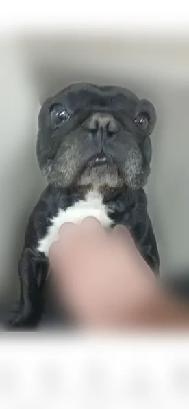 Lost dog, Alphonse Drive, 2901, Ceres, Turlock - male Frenchie with a messed up ear - photo