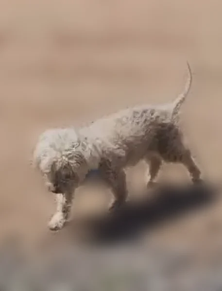 Lost dog, male, Pacific Avenue, 2135, Norco - senior white poodle with a thin tail - photo