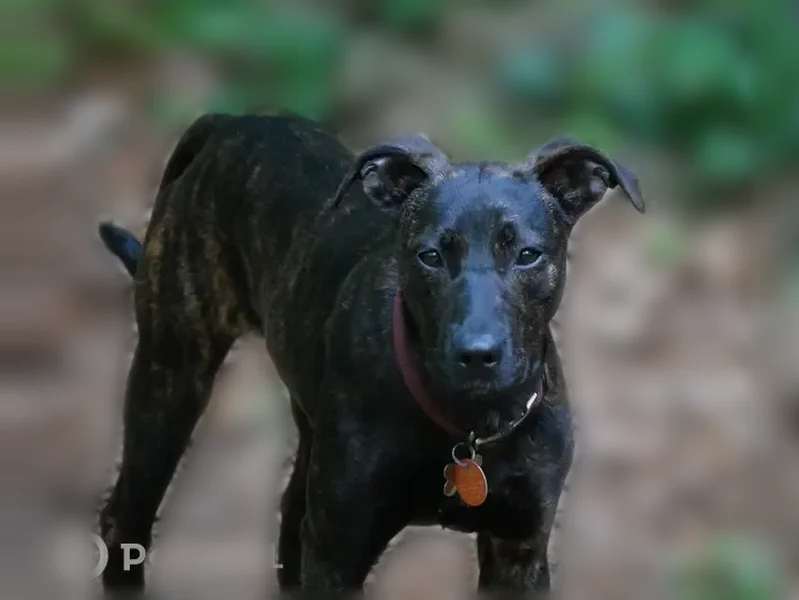 Lost dog, U.S. 280, 14337, Smiths Station - female puppy - photo